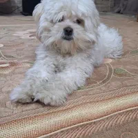 گمشده|حیوانات|نیشابور, محله میدان باغات|دیوار