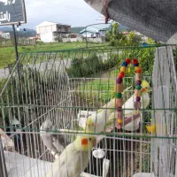 فروش عروس هلندی