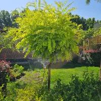 پذیرش یک نفر نیروی کاردائمی مجرد آقا