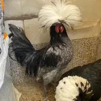 جوجه کوشین و یک جفت لهستانی|حیوانات مزرعه|تربت جام, حافظ|دیوار