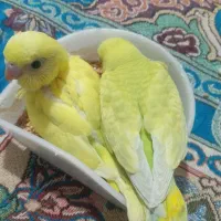 مرغ عشق جفت|پرنده|قدس, شهرقدس|دیوار