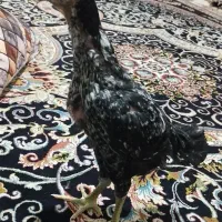 جوجه لاری تاج مهر