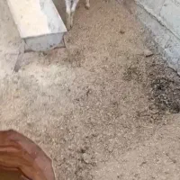 فروش بزغاله نر|حیوانات مزرعه|گمیشان, |دیوار