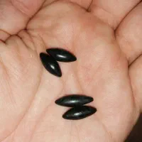 مهره کار گشایی انگشتر موکل دار سر کتاب دعا|کتاب و مجله مذهبی|صدرا-فارس, فاز ۱|دیوار