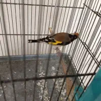 سهره نر ،جوجه امسال