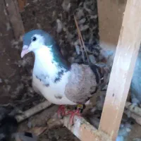 ساده ماده