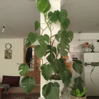 گل و گیاه زیبای خانگی