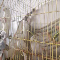 عروس هلندی البینوچشم شرابی|پرنده|یزد, |دیوار