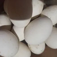 تخم غاز