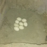 تخم نطفه دار ( لاری ) اوشامو آلمانی