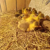 جوجه غاز محلی