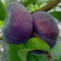 نهال شلیل سیاه بلک