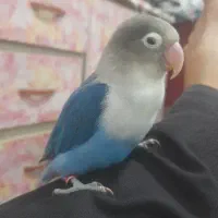 طوطی کوتوله