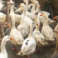 فروش غازوقوغاز