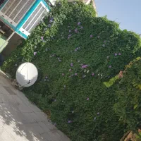 رهن واجاره۶ماهه۱۵۰متری