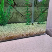 زیبایی منزل|ماهی|تهران, پرستار|دیوار