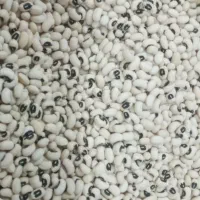فروش لوبیا چشم بلبلی درجه یک بوجاری شده