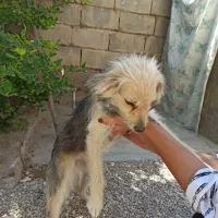 واگذاری رایگان ماده
