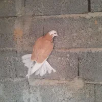 کبوتر شازده زرد|پرنده|تهران, مختاری|دیوار
