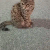 گربه اسکاتیس