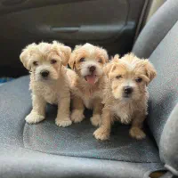 توله سگ های عروسکی خوشکل