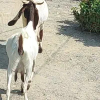 دو راس بز آبستن سنگین سرمایه.. و یک بز پتیری اصل