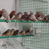 زبرا کینگ درشت