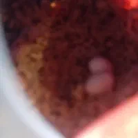 فروش فنج|پرنده|یزد, |دیوار