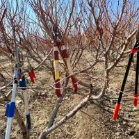 هرس حرفه ای