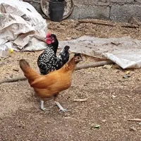 مرغ و خروس مینیاتوری کاکلی