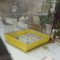 عروس هلندی پیدا شده