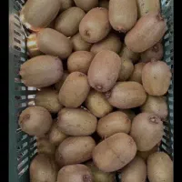 خریدار کیوی شما هستیم به قیمت روز
