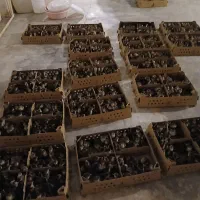 جوجه بوقلمون یک روزه و یک ماهه