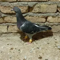 هفت رنگ