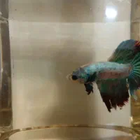 فایتر نر|ماهی|قم, باجک یک|دیوار