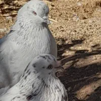 کبوتر|پرنده|ابهر, |دیوار