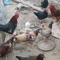 خروس محلی|حیوانات مزرعه|خوسف, |دیوار