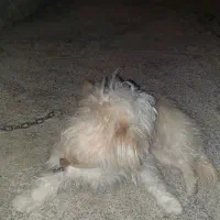 سگ پاکوتا خانگی