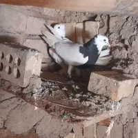 طوقی|پرنده|مشهد, کارگران|دیوار