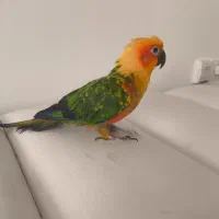 طوطی خورشیدی  سان کانوز|پرنده|قم, زینبیه|دیوار