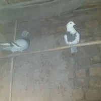 کبوتر خوب|پرنده|بشاریات, |دیوار