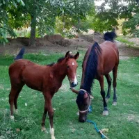 مادیان دره شوری با مدرک