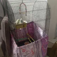 مرغ عشق ، عروس هلندی ، قفس