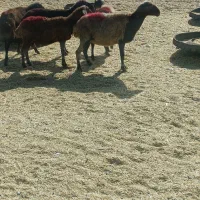 میش ابستن بره قوچ بز بزغاله