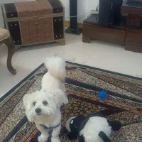 پت خانگی(سگ)|سگ|قم, پردیسان|دیوار