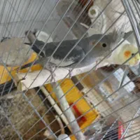 عروس هلندی ماده
