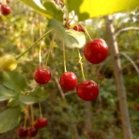 باغی چشم نواز با ویوی ابدی در روستای سرزیارت