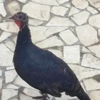 یه عدد بوقلمو عنبران