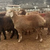 بره نرمغانی برای کشتار نصف بیشتر گوشت