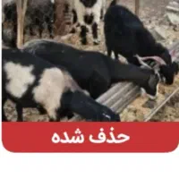 بزها آبستن  هرکسی خواست در خدمتم